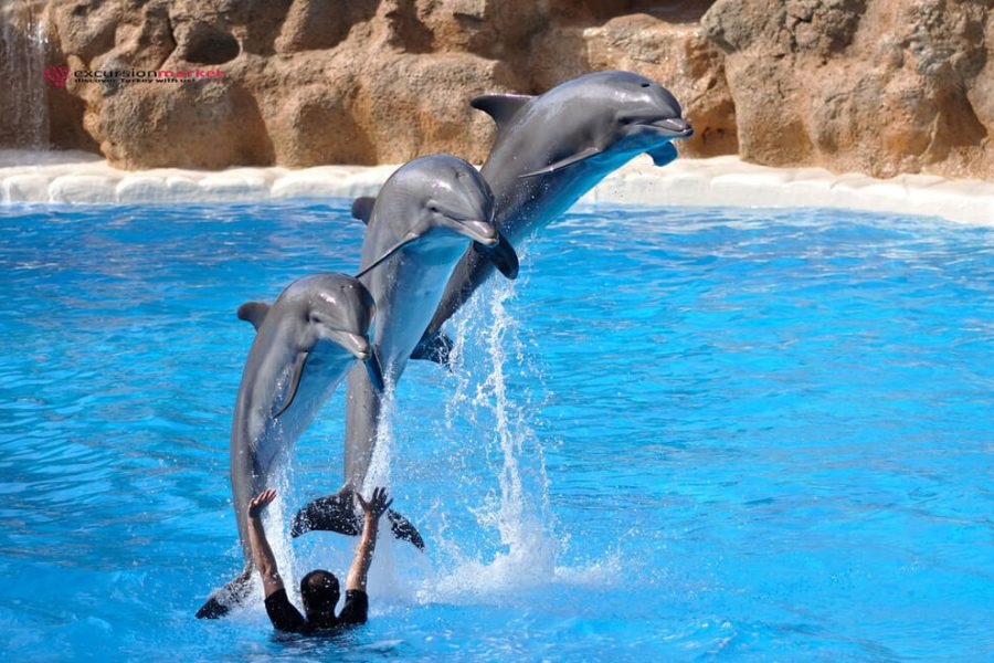From Side Dolphin Show